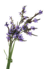 lavanda