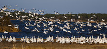Snow Geese Taking Off