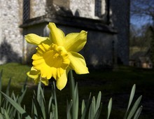 Daffodil In Graveyard