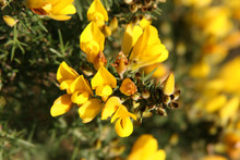 Yellow Gorse Flower