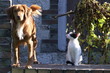 Leinwandbild Motiv chien et chat