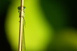libellule derriere un brin herbe sur un fond vert
