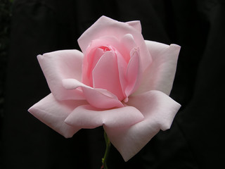 Sticker - pink rose