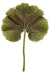 green leafs 3
