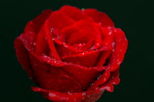 Red Rose With Rain Drops