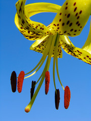 Wall Mural - lilium tigrinum