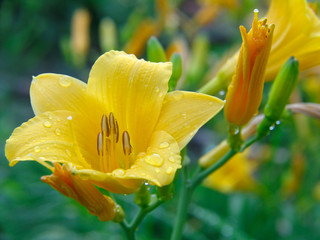 Wall Mural - yellow lily flower