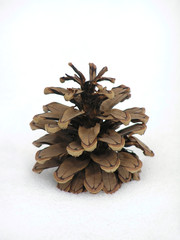 Sticker - pine cone