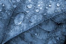 Leaf & Water Droplets