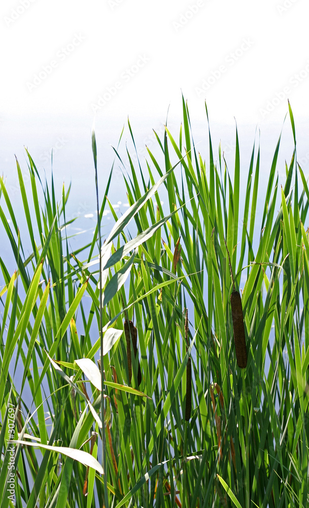 Foto-Plissee - lake shore plants