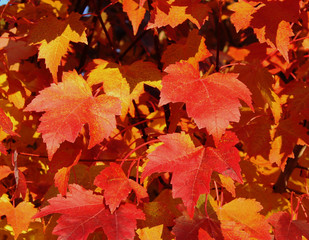 fall maple leaves a