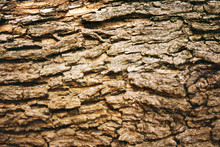 Brown Tree Bark