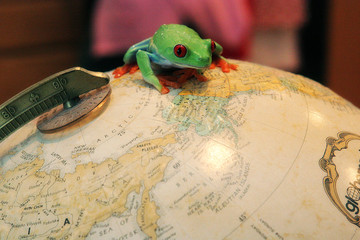 red eye tree frog on earth