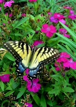 Tiger Swallowtail & Dianthus