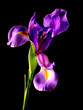 canvas print picture - purple iris close