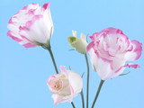 eustoma