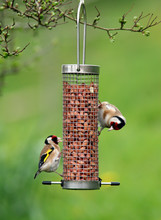 Goldfinches Feeding