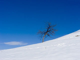 lonely tree