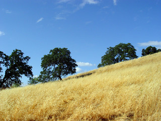 california hills and trees