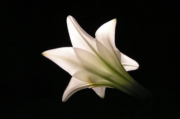 Canvas Print - white lily