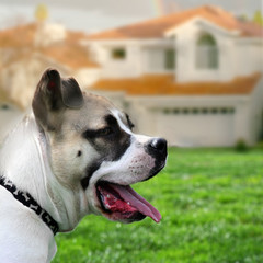 Wall Mural - dog guarding a house