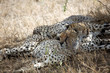 animals 057 cheetah