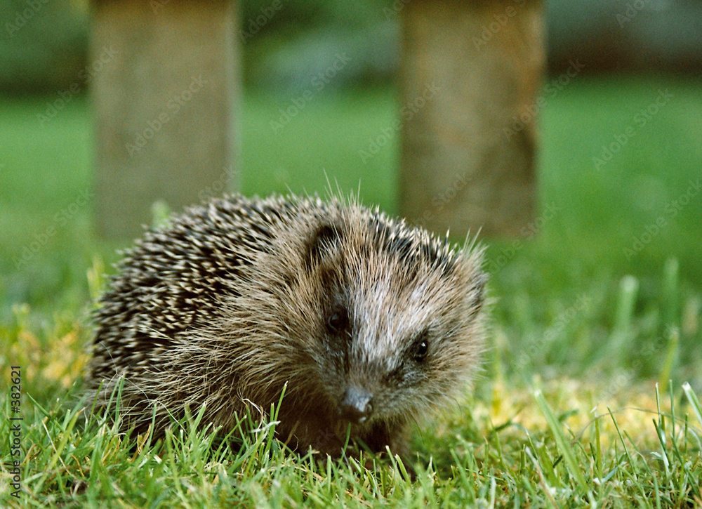 Igelbild Foto Poster Wandbilder Bei Europosters