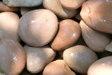 Wet Pebbles