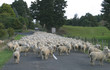 © Joe Gough - sheep country