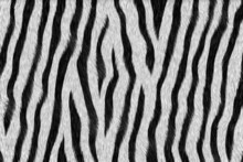 Zebra Animal Texture Skin Background