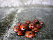 ladybirds
