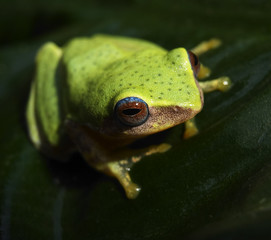 indian tree frog 2