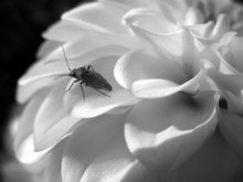 Worm On The White Flower