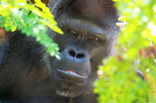 Sad Gorilla
