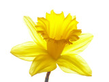 Fototapeta Dmuchawce - yellow easter daffodil