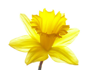 Sticker - yellow easter daffodil