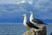 Two Seagulls Against Blue Sky