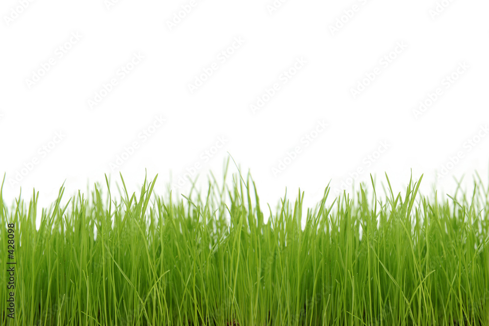 Foto-Plissee - green grass