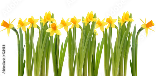 Naklejka na szafę daffodils