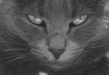 Monochrome Cat Eyes
