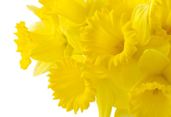 daffodil background