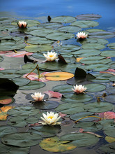 Water-lilies On Lake Bled, Slovenia
