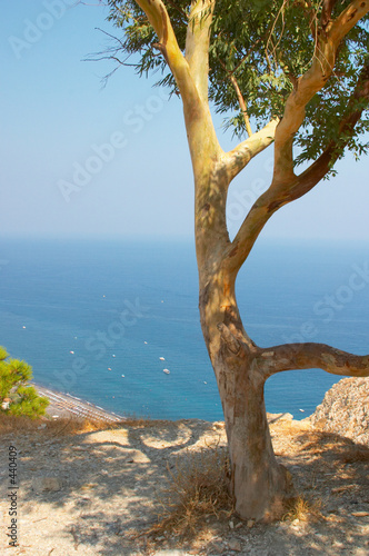 Foto-Doppelrollo - olive tree, santorini, greece (von Natalia Sinjushina)