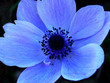 blue single flower macro