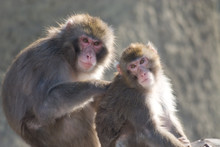 Two Japanese Macaques Portrait