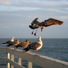 Sea Gulls At The Pier