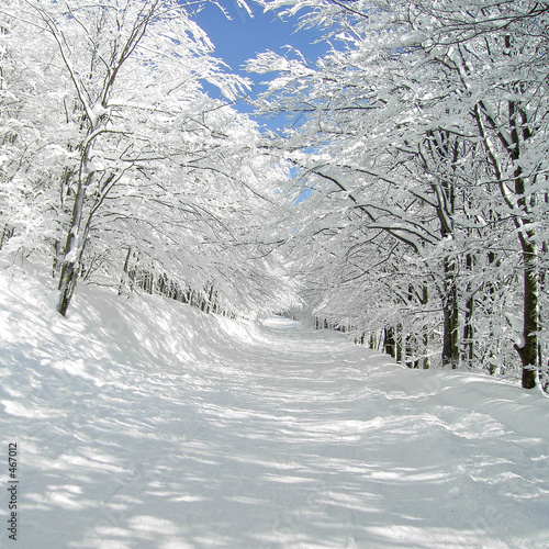 Fototapeta do kuchni traumhafte winterallee