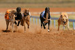 sprinting greyhounds