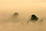 Fototapeta Zwierzęta - trees in mist