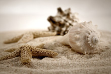 Seashells On The Sand